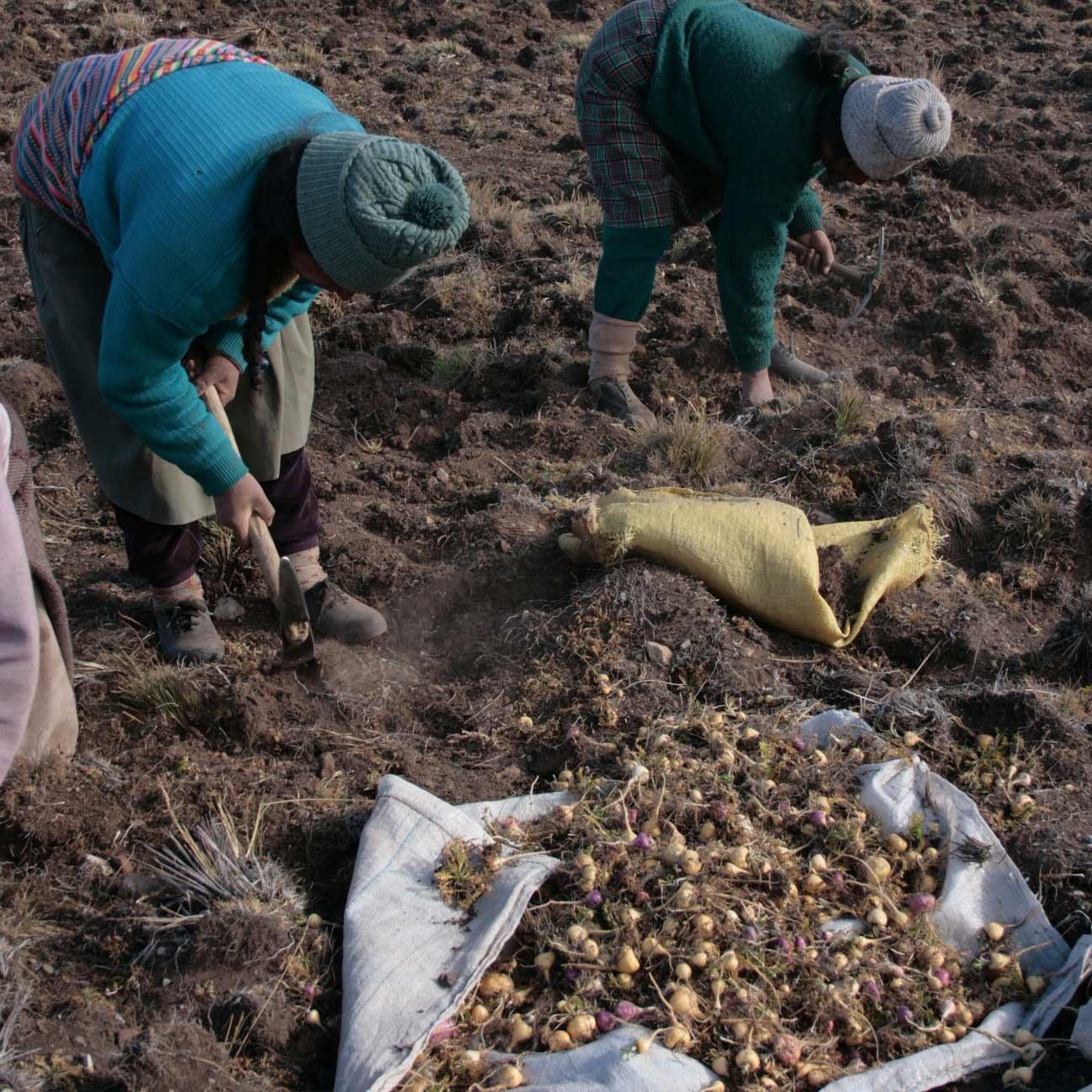 Food - Organic Peruvian Maca Root